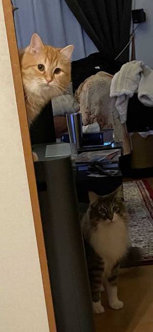 『猫あるある』で飼い主が涙目に　光景をとらえた２枚がコチラ！