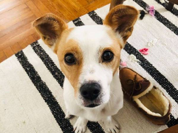 最高の組み合わせ！　『歌う』のが大好きな保護犬　歌手の家族に一員になる