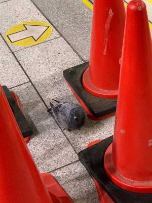 「駅社員で見守っています」　駅に取り付けられた１枚に反響