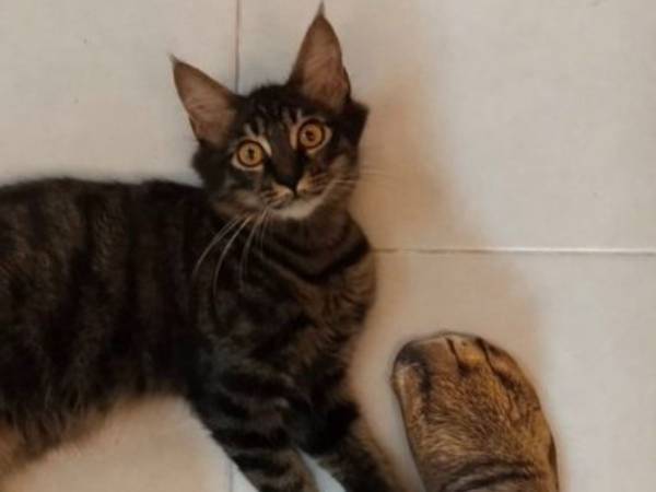 「吹いた」「これはひどい」　猫好きの父親が買った『あるもの』に爆笑