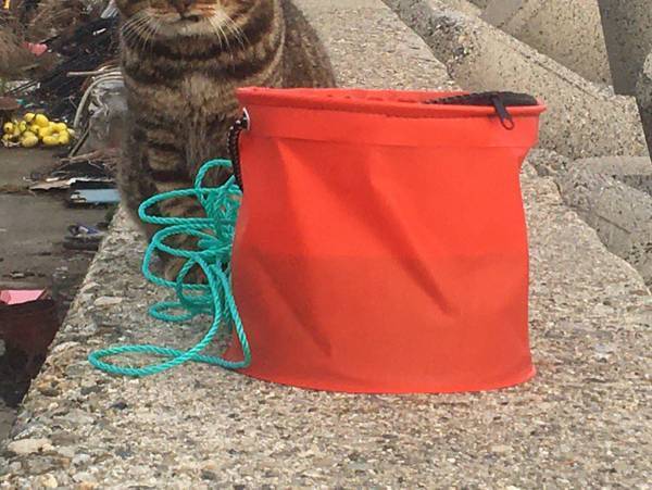 魚が欲しくて近付いてきた猫　お断りすると？　「なんて顔するんだ」「笑った」