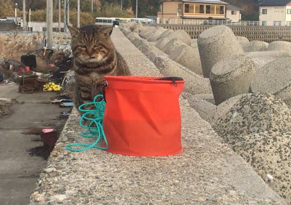 魚が欲しくて近付いてきた猫　お断りすると？　「なんて顔するんだ」「笑った」