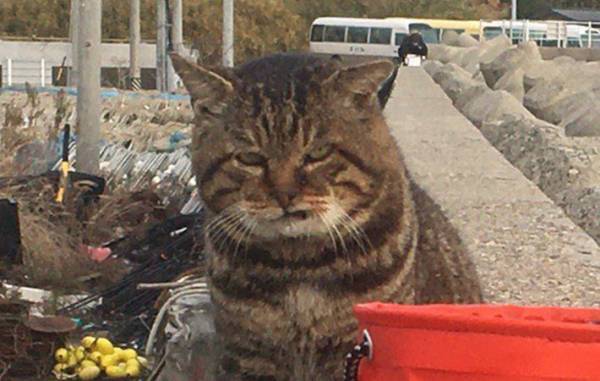 魚が欲しくて近付いてきた猫　お断りすると？　「なんて顔するんだ」「笑った」