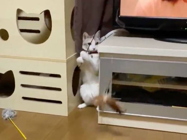 「びっくりした」「人間みたい」　猫が両手で操ったものに、１１万人が驚愕！