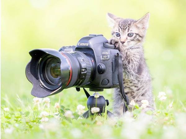 かわいすぎて悶絶してしまう！　真剣な表情の『にゃんこカメラマン』に反響