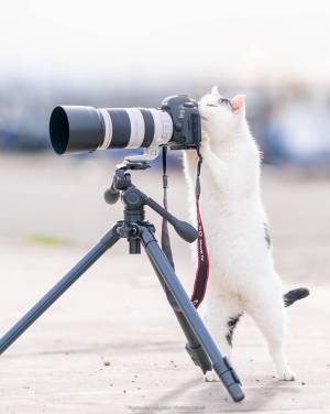 かわいすぎて悶絶してしまう！　真剣な表情の『にゃんこカメラマン』に反響