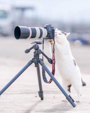 かわいすぎて悶絶してしまう！　真剣な表情の『にゃんこカメラマン』に反響