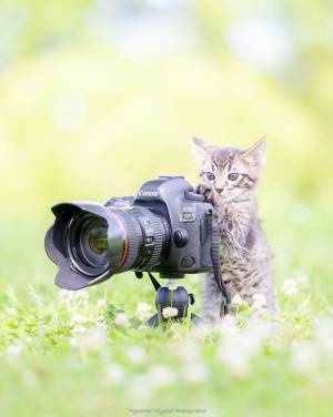 かわいすぎて悶絶してしまう！　真剣な表情の『にゃんこカメラマン』に反響