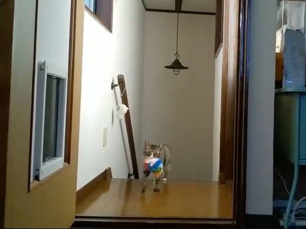 こたつや猫用ベッドに移動する『ぬいぐるみの謎』　その正体に、目頭が熱くなる