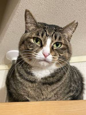 こたつや猫用ベッドに移動する『ぬいぐるみの謎』　その正体に、目頭が熱くなる