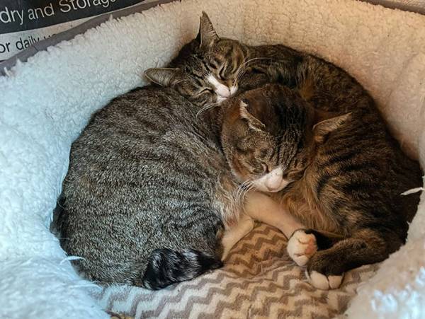 こたつや猫用ベッドに移動する『ぬいぐるみの謎』　その正体に、目頭が熱くなる