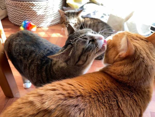 こたつや猫用ベッドに移動する『ぬいぐるみの謎』　その正体に、目頭が熱くなる