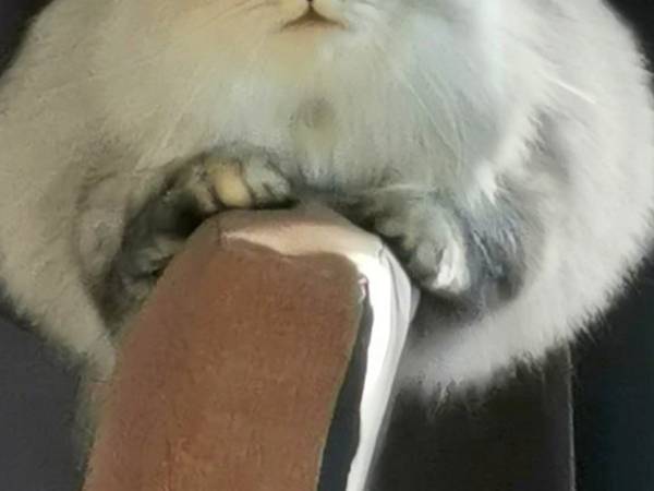 「猫かどうかも怪しい」「二度見した」　謎のモフモフの生物に反響