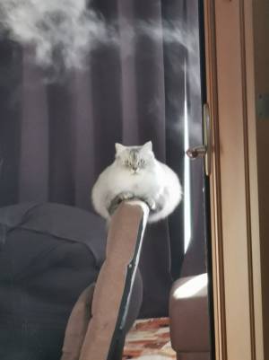 「猫かどうかも怪しい」「二度見した」　謎のモフモフの生物に反響