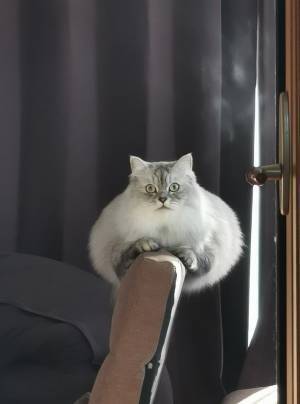 「猫かどうかも怪しい」「二度見した」　謎のモフモフの生物に反響