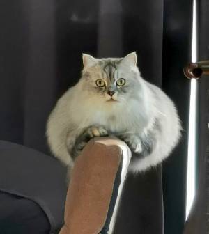 「猫かどうかも怪しい」「二度見した」　謎のモフモフの生物に反響