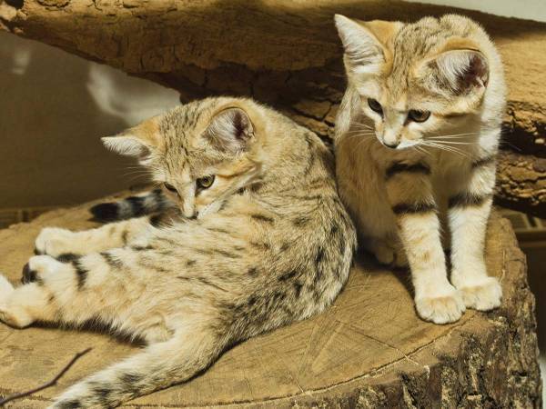 動物バラエティを受け、那須どうぶつ王国が注意喚起　「スナネコは飼わないで！」