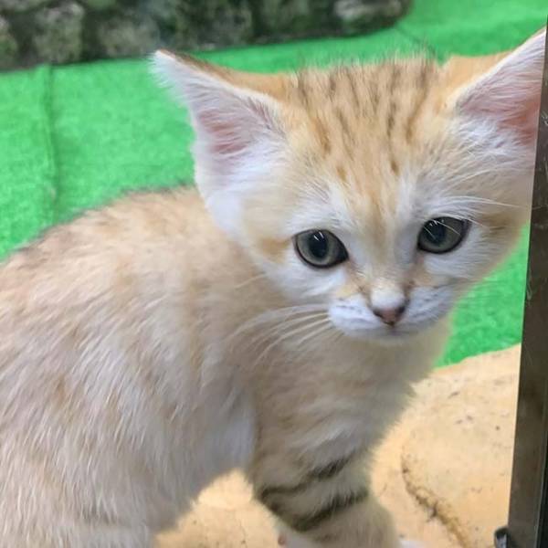 動物バラエティを受け、那須どうぶつ王国が注意喚起　「スナネコは飼わないで！」