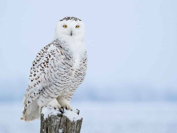 まるでハリー・ポッターの世界？凛々しいシロフクロウがカッコよすぎる！