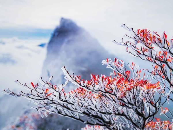 この世のものとは思えない美しさ！珍しい霧氷に感動の声