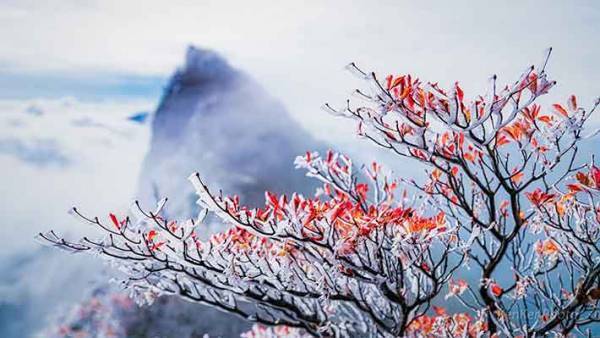 この世のものとは思えない美しさ！珍しい霧氷に感動の声