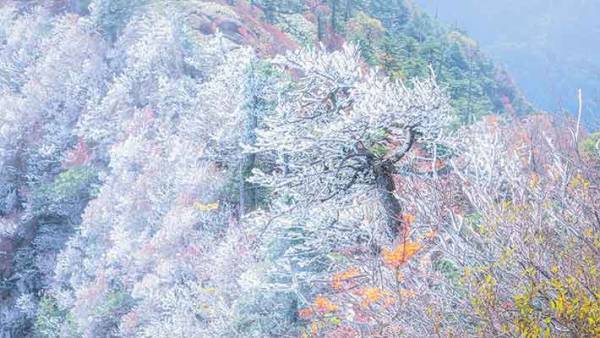この世のものとは思えない美しさ！珍しい霧氷に感動の声