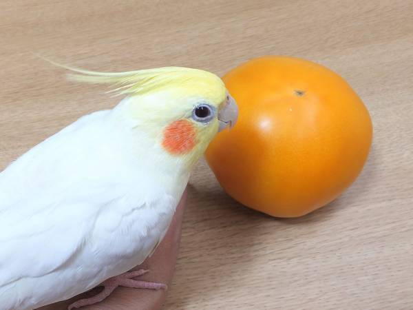 「一人暮らしなのに…」　飼い主が驚愕した、インコが発した『言葉』とは？