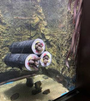 水族館にある『アナゴの水槽』にツッコミが止まらない