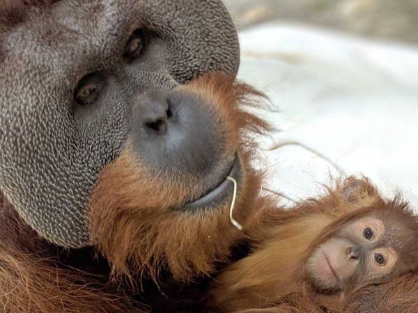 母親を亡くしたオランウータンの赤ちゃん　すると父親が『イクメン』に変身