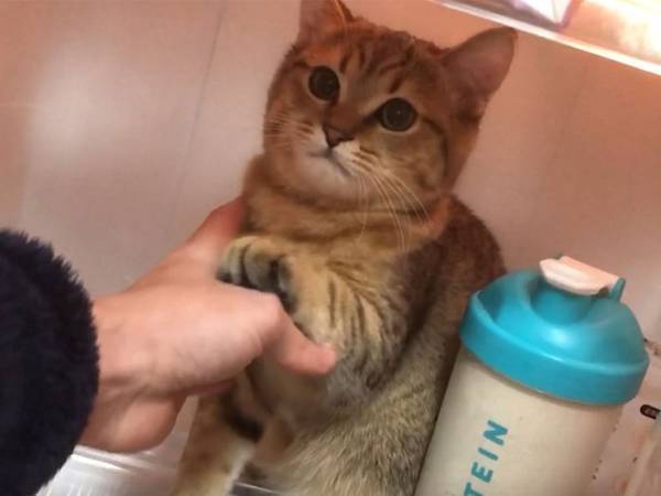 冷蔵庫に入り込んだ猫vs救出する飼い主　３枚の写真に、吹き出す人が続出！