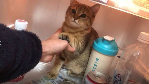 冷蔵庫に入り込んだ猫vs救出する飼い主　３枚の写真に、吹き出す人が続出！