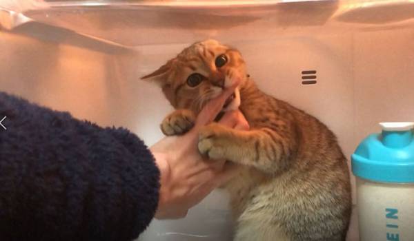 冷蔵庫に入り込んだ猫vs救出する飼い主　３枚の写真に、吹き出す人が続出！