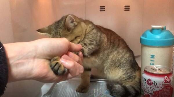 冷蔵庫に入り込んだ猫vs救出する飼い主　３枚の写真に、吹き出す人が続出！