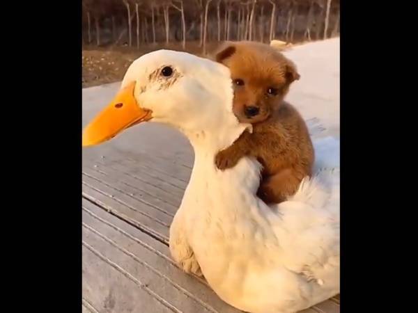 アヒルに近付いていった子犬が？　「こんなの見たことない」「天国ですか」