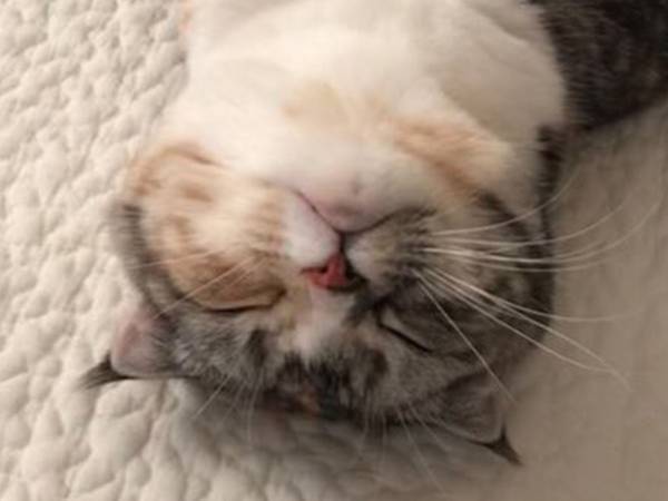「これ寝てないんです…」　猫が仰向けになっている理由に悶絶！