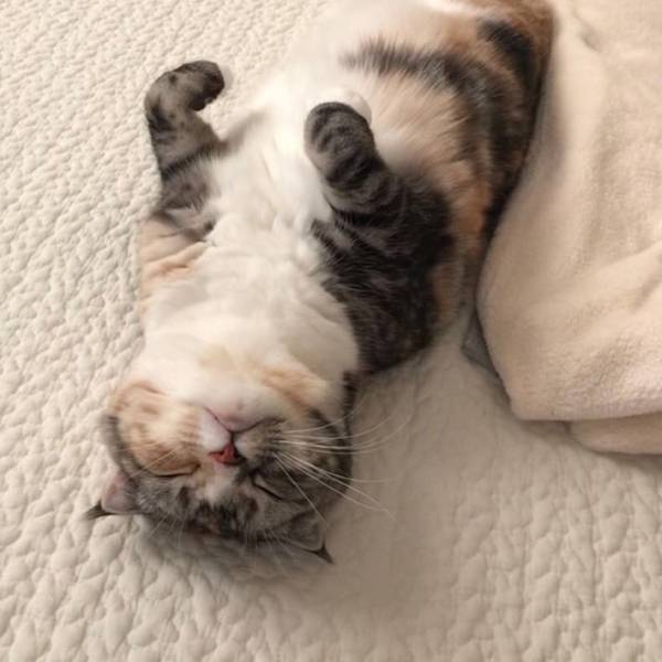 「これ寝てないんです…」　猫が仰向けになっている理由に悶絶！