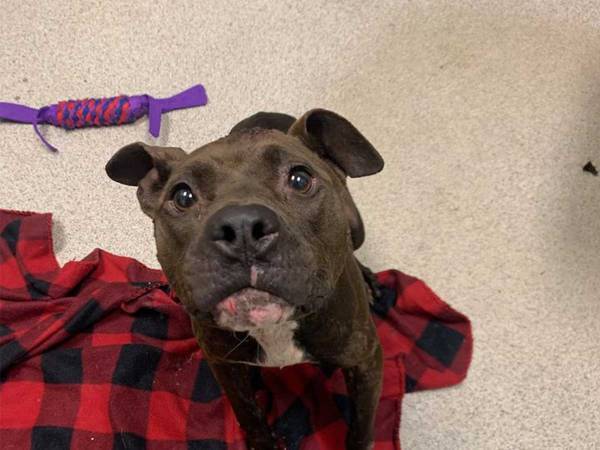 なんてひどいことを　真冬のアメリカでゴミ収集の作業員が見つけたのは…