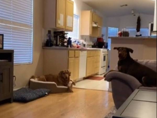 具合が悪い飼い主が愛犬に「水と薬を持ってきて」　すると犬たちは…？