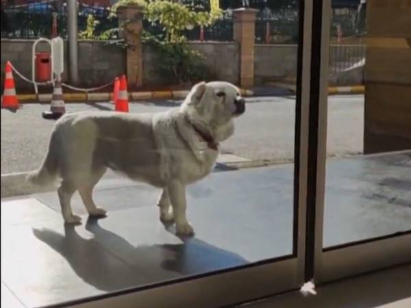 入院した飼い主を毎日、病院の前で待ち続けた犬　６日後、幸せな結末に