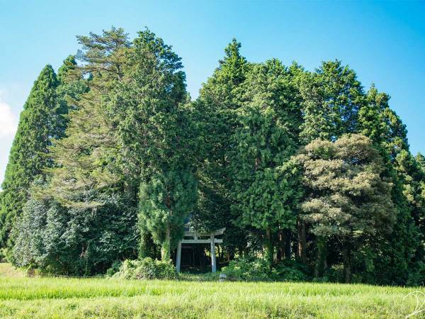 トトロがいそう…　京都で撮影された『４枚』に、心奪われる