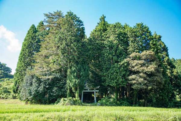 トトロがいそう…　京都で撮影された『４枚』に、心奪われる