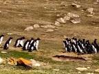 ペンギンの群れが鉢合わせ　すると混乱した１羽が？　「笑った」「うっかりさんがいる」