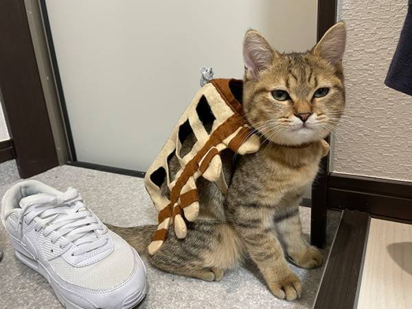 「かわいすぎる」「クオリティが高い」　リアルなネコバスに悶絶！