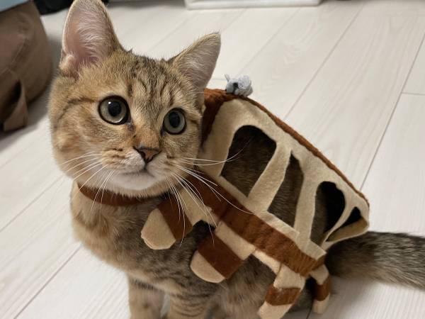 「かわいすぎる」「クオリティが高い」　リアルなネコバスに悶絶！