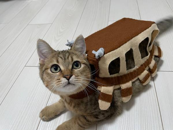 「かわいすぎる」「クオリティが高い」　リアルなネコバスに悶絶！