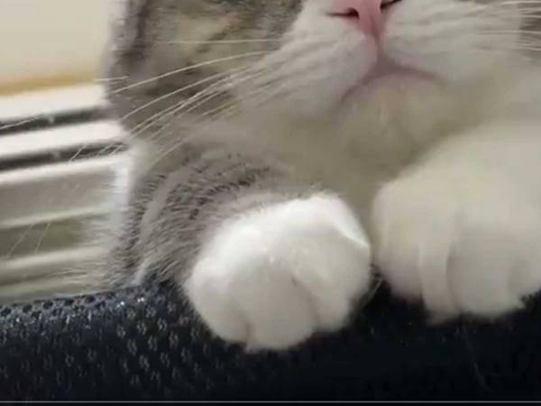 寝坊した飼い主、目の前の光景に７万人が「最高の寝起き」「うちにも来て！」