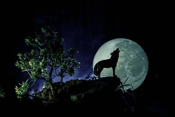 １月２８日の夜は『ウルフムーン』　２０２１年は月食が２回！さらにスーパームーンも