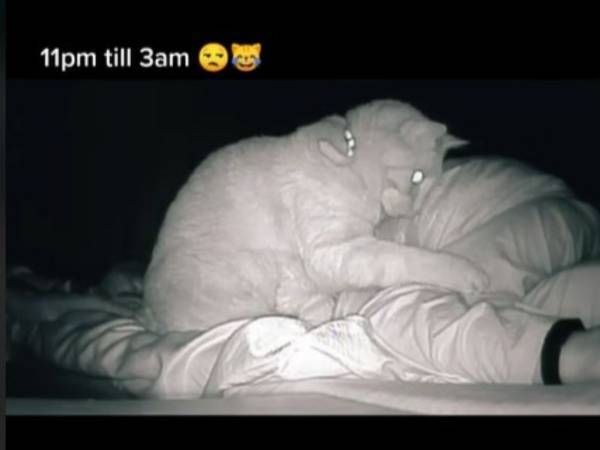 朝起きるとなぜか疲れていた女性　真相に大笑い　「うちの猫もする」「爆笑した」