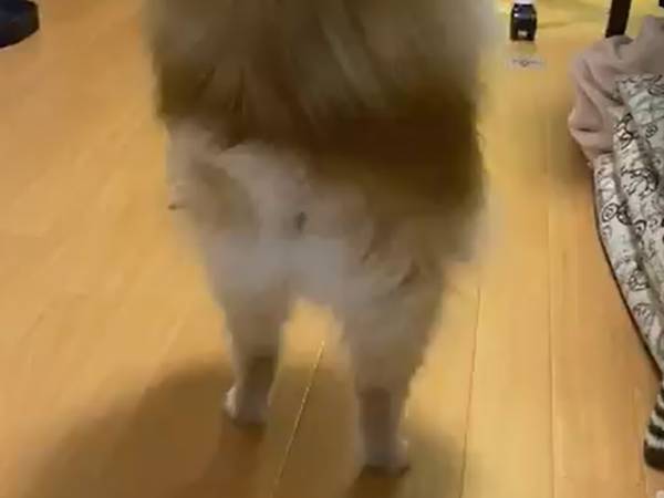 どうしてそうなった…　２足歩行するポメラニアンに、じわじわくる人続出