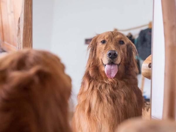 鏡を見つめるゴールデンレトリバー　次の瞬間、飼い主さんが大笑いしたワケは？